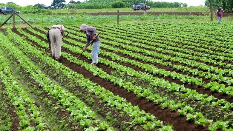 futuro agricultura